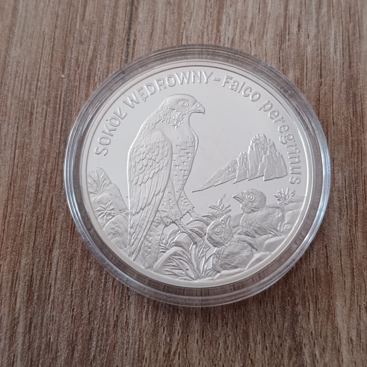20 zł Sokół Wędrowny zwierzęta świata srebro