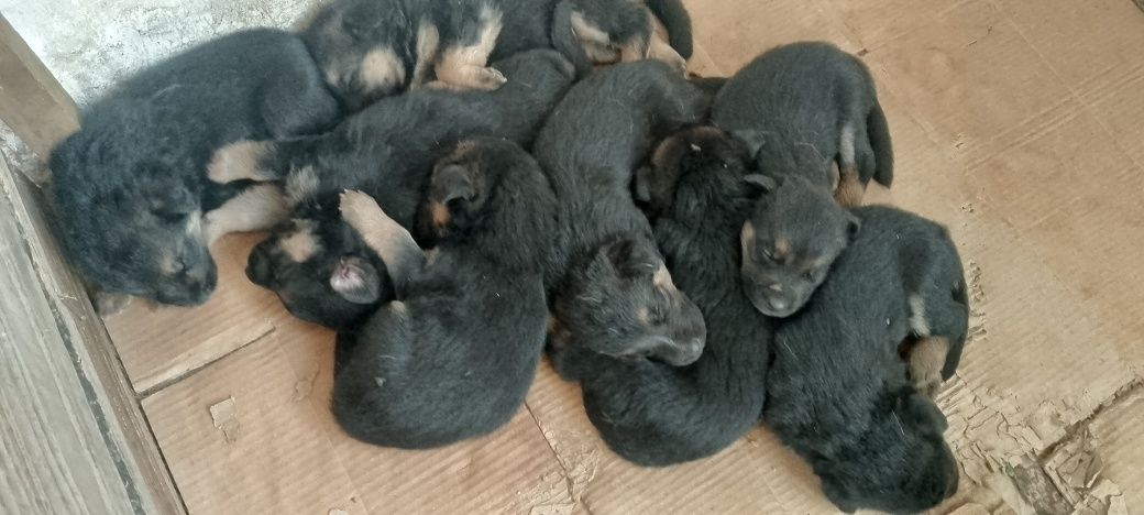 Цуценя німецької вівчарки .