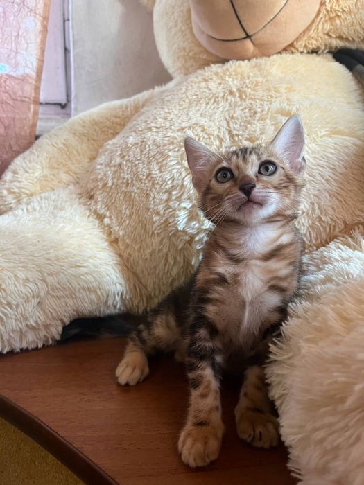 Продаютьс котики бенгали