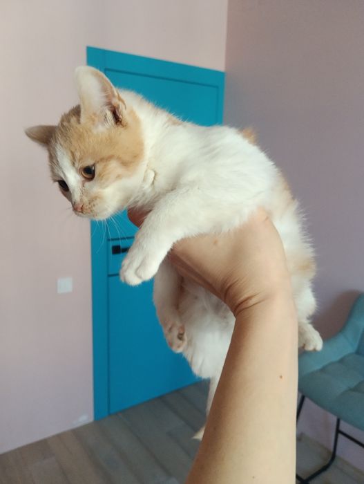 Віддам кошеня 2.5 місяці. Хлопчик