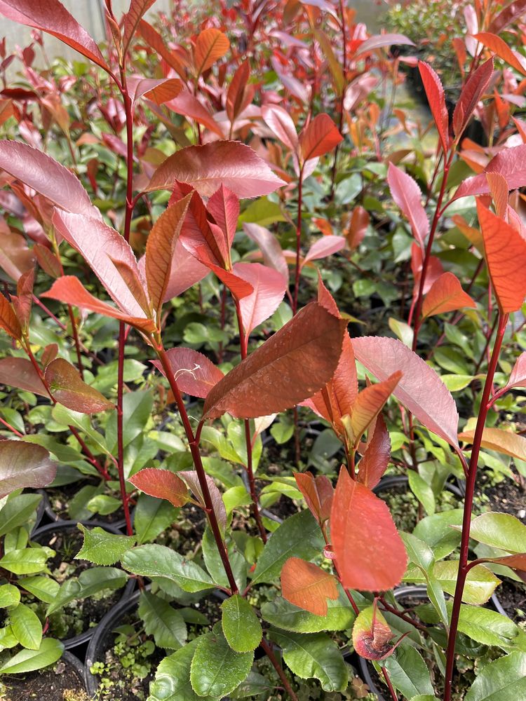 Photinia Red Robin