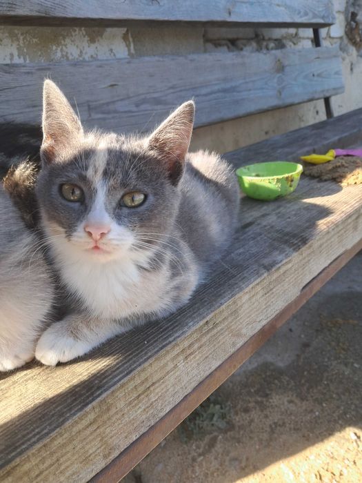 Віддам безкоштовно кошенят