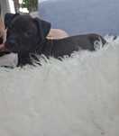 American PitBull terier