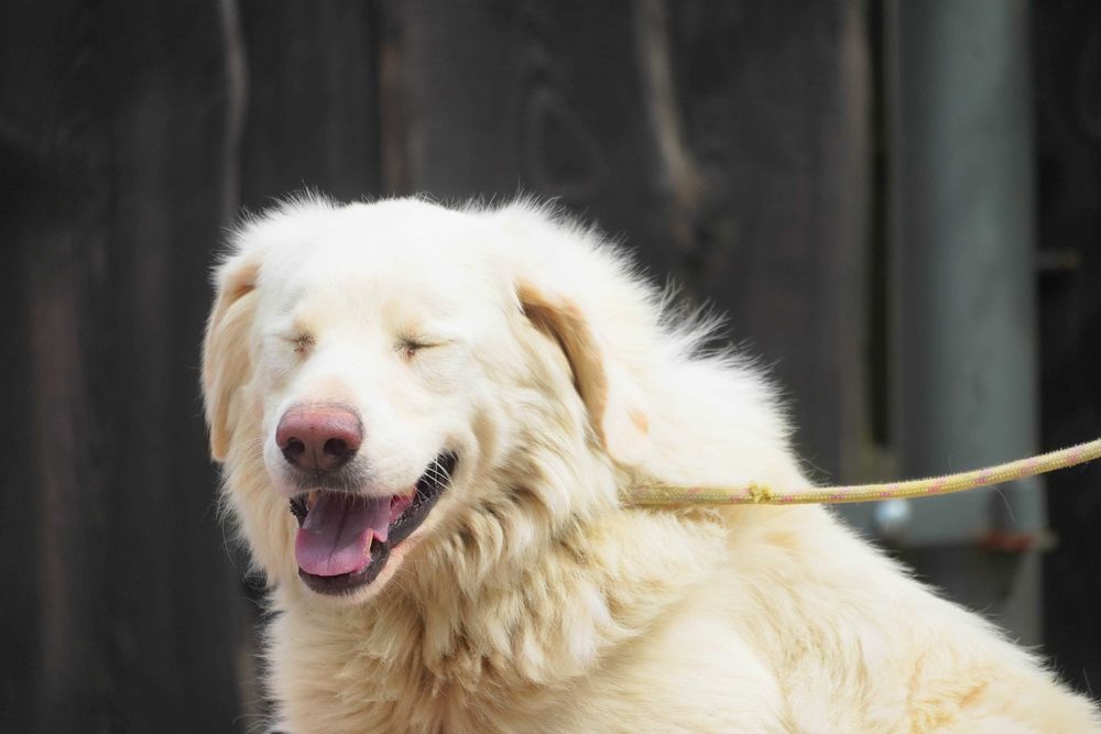 Amir - piękny duży pies szuka domu