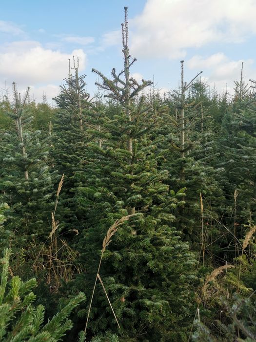 Świerk, jodła, choinki, drzewka bożonarodzeniowe