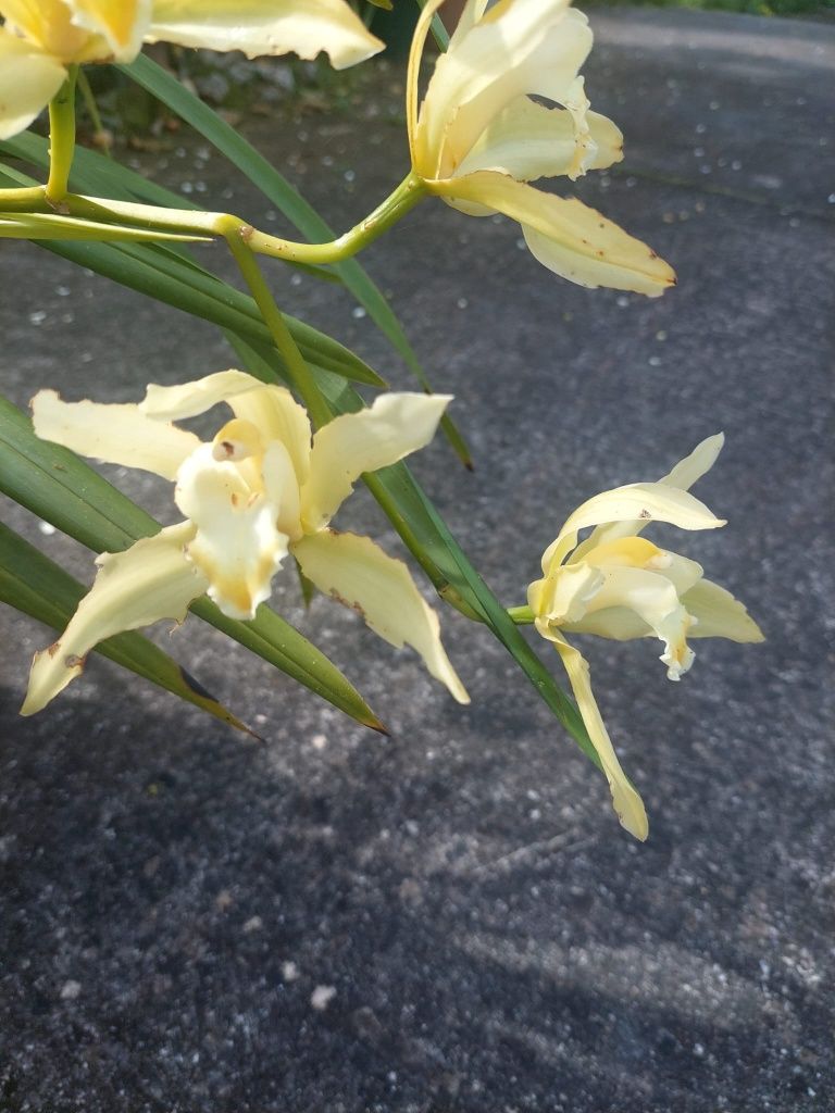 Orquídea verde lima