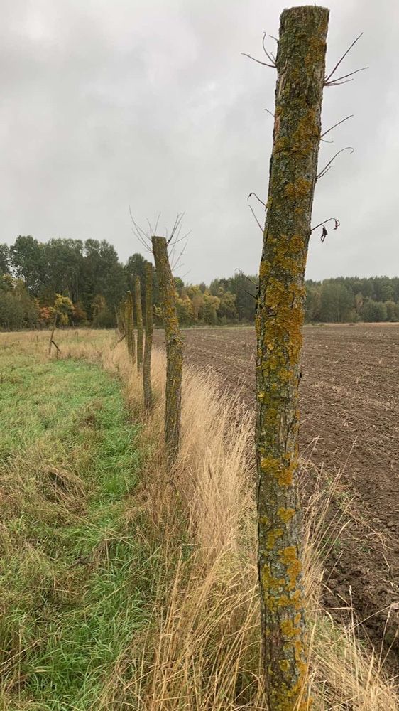 Kołki wierzbowe do ogrodu wierzba