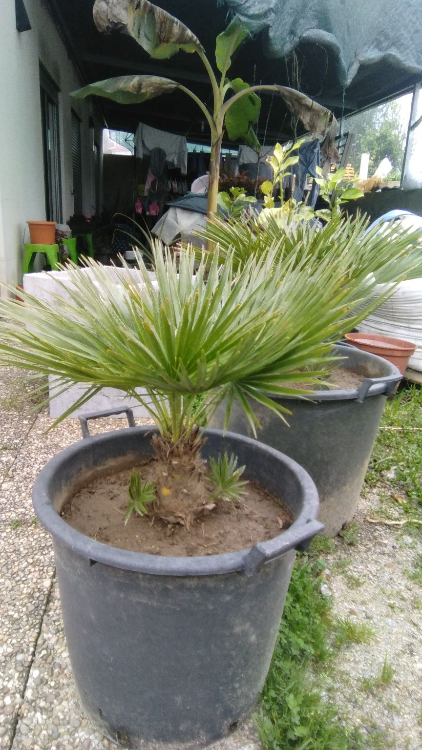 Palmeiras de jardim