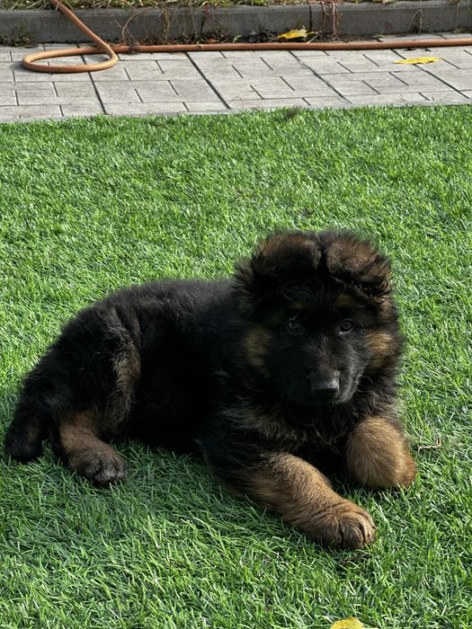 Щенок немецкой овчарки
