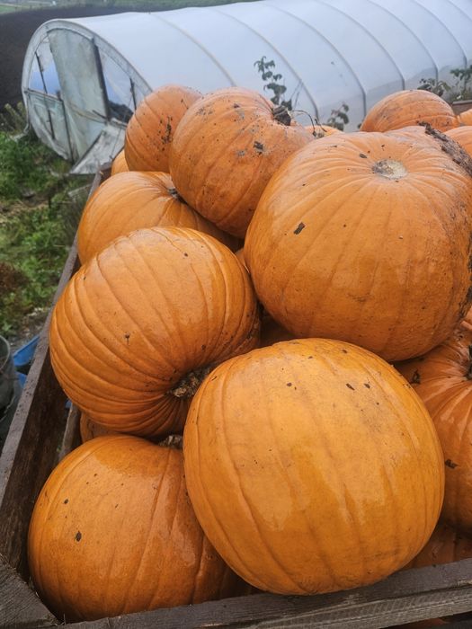Dynia halloween 1-3, 3-6 , 6-10