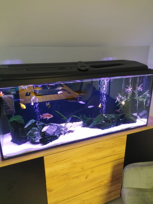 Akwarium z życiem pyszczaki pokrywa lampa 120x40x50