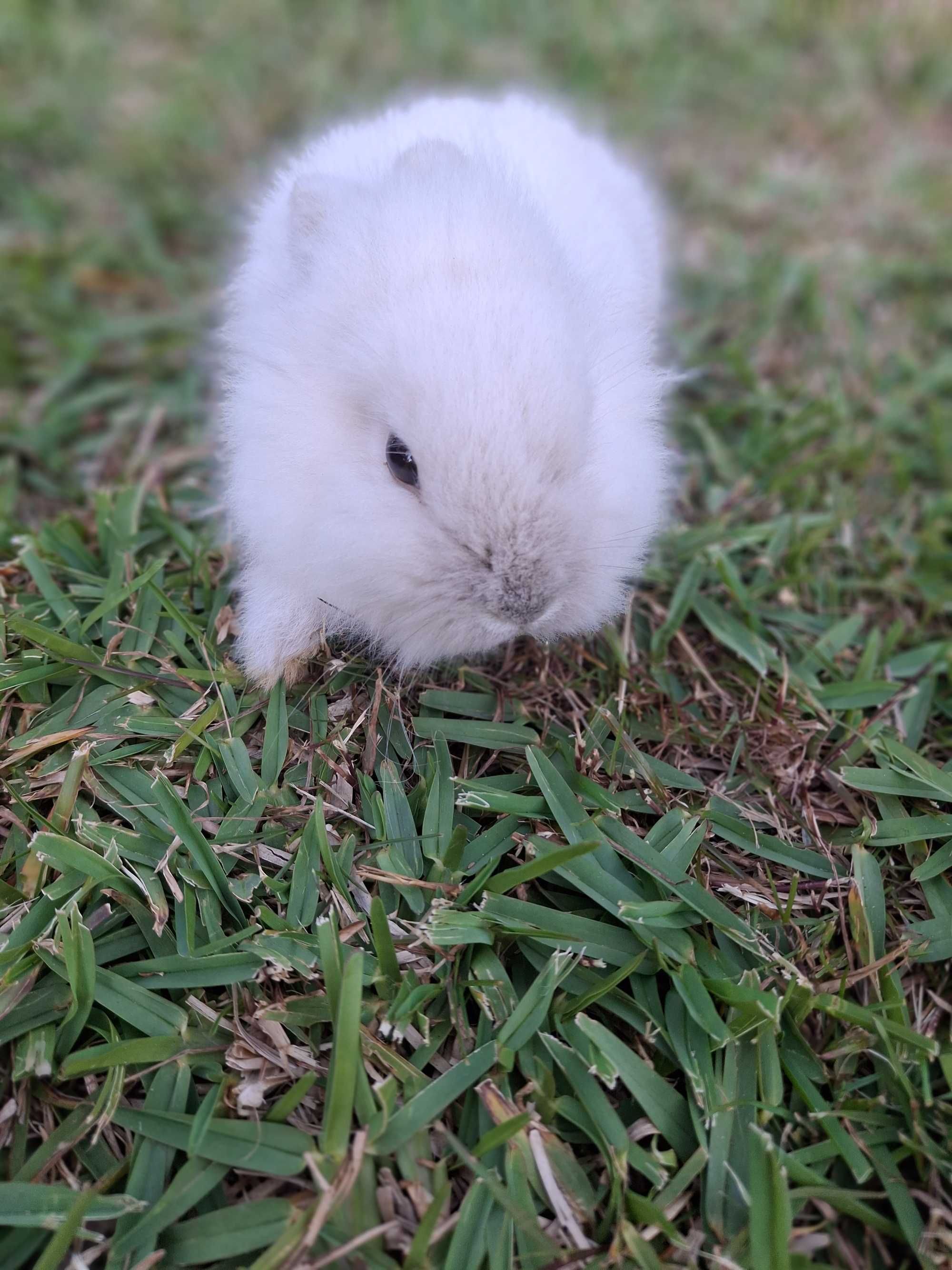 Coelhos anoes pequeninos