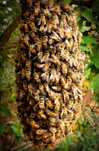 Recolho enxames de abelhas na zona da lourinha