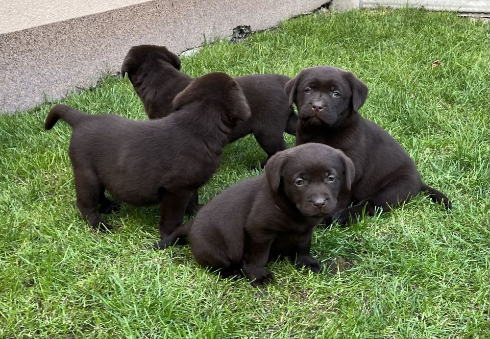 Labrador Retriever czekoladowa suczka
