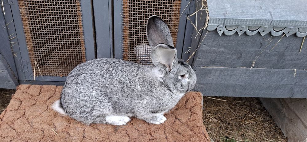 Кролики Б.В є різні лінії