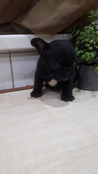 Французский бульдог