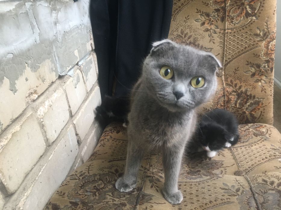 Одам за символічну ціну