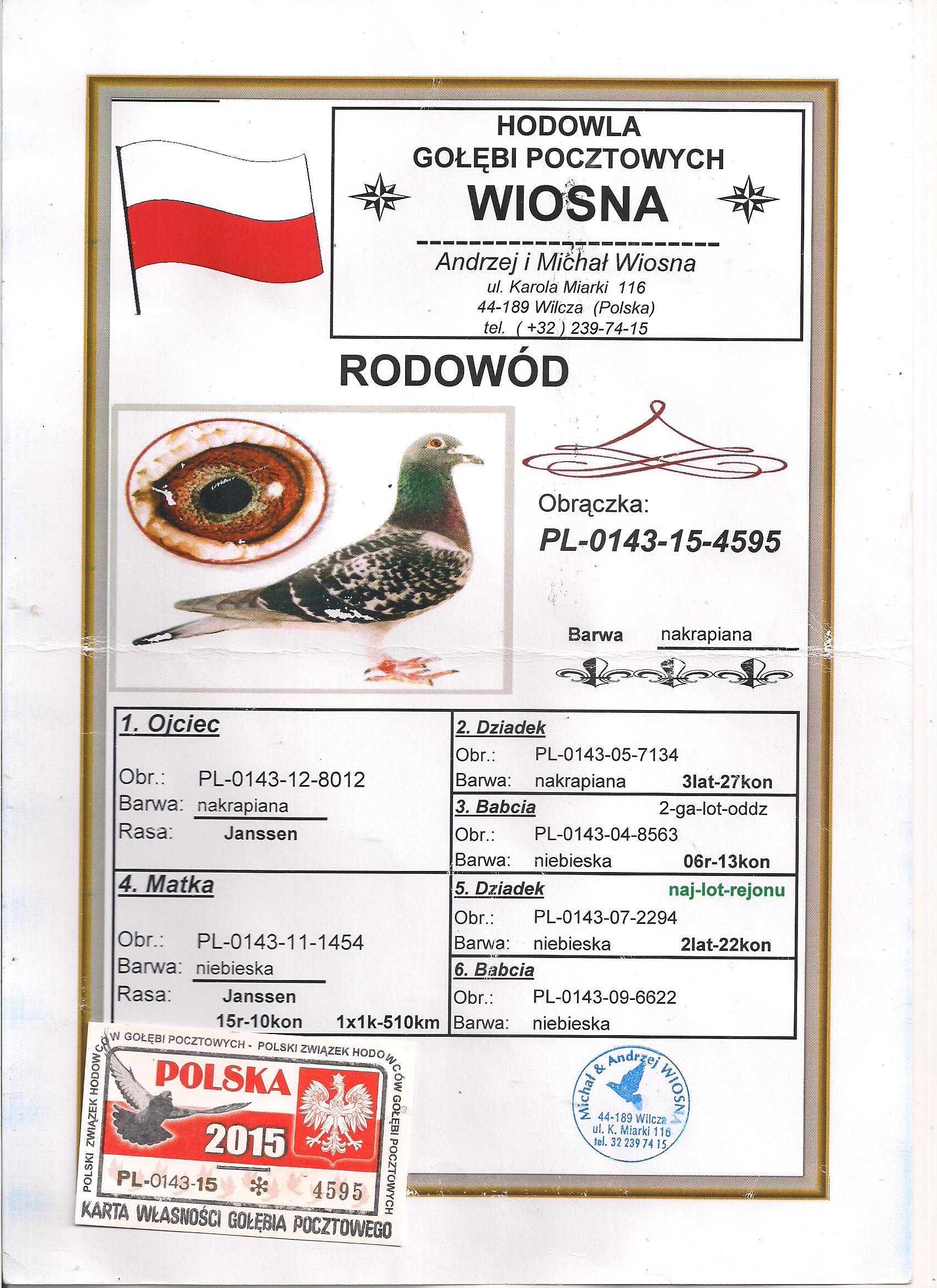 Młode para 114 Org A.M Wiosna Stary Szpak x lin "Dziki" gołąb pocztowy