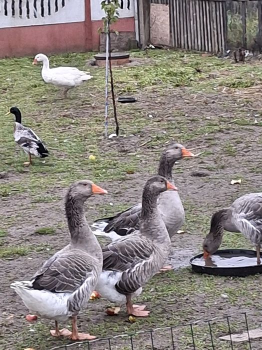 Sprzedam gęsi kaczki bieguski i młode silki wszystko