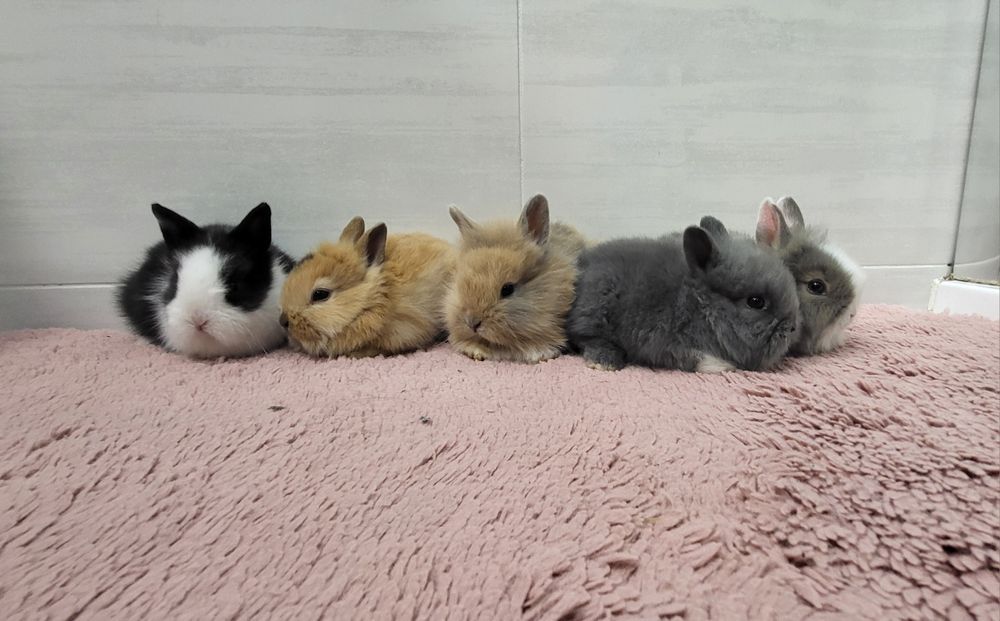 Króliczki miniaturki TEDDY
