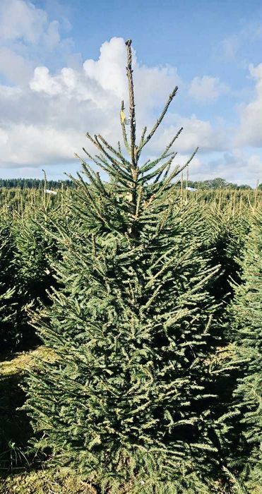 Swierk pospolity formowany 1.80-2.50 jodla kaukaska choinki