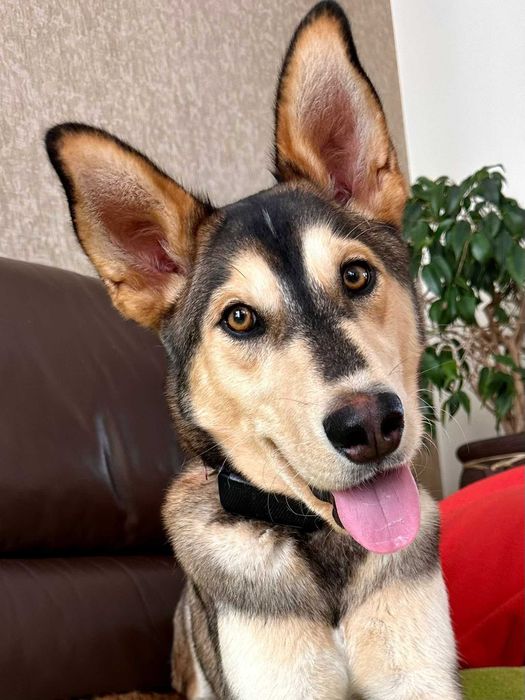 Lenon - mądry przystojniak do adopcji!