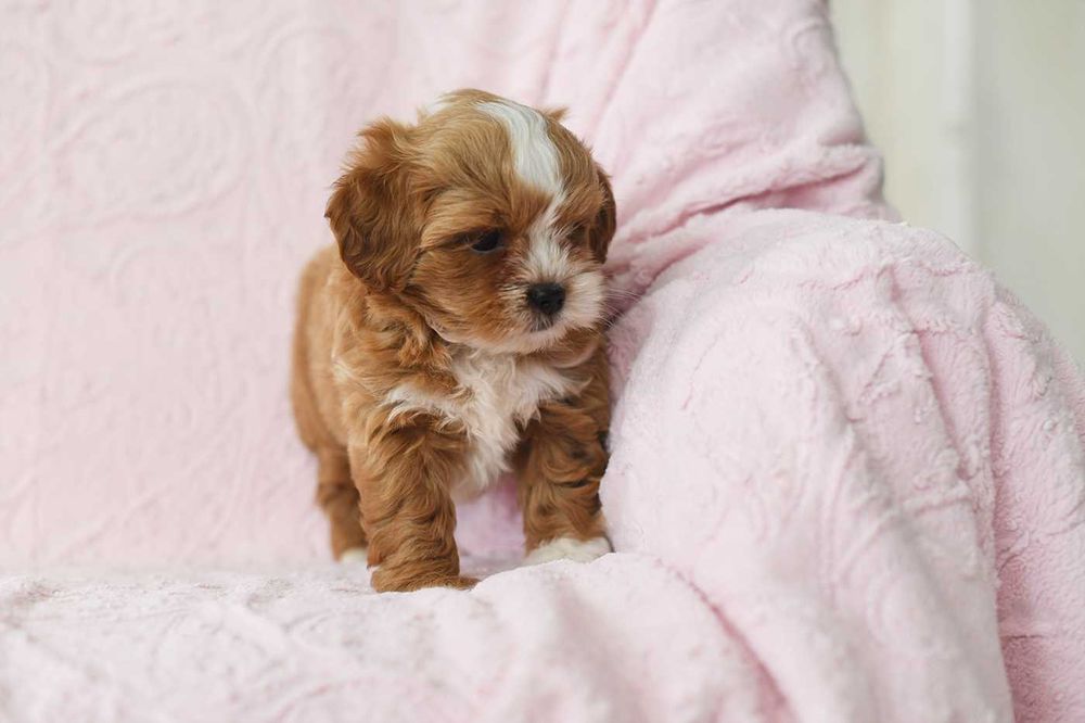Maltipoo-uroczy chlopiec