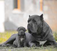 Щенятка Cane corso-сірого забарвлення