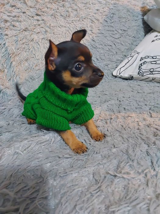 suczka pinczer miniaturka