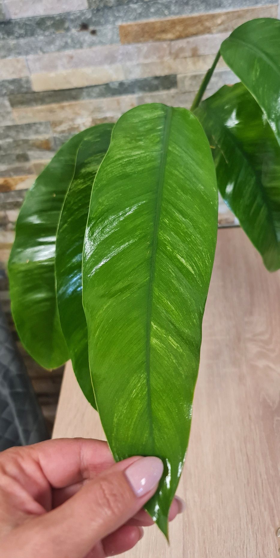 Epipremnum Giganteum marble var,5liści