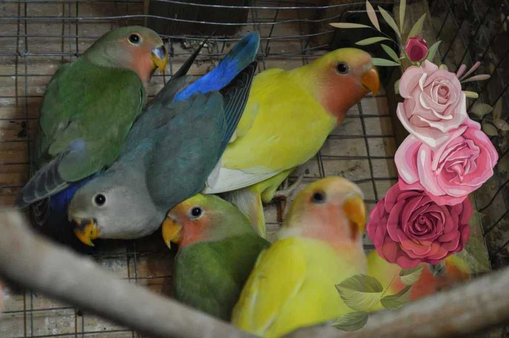 Волнистые попугаи и неразлучники