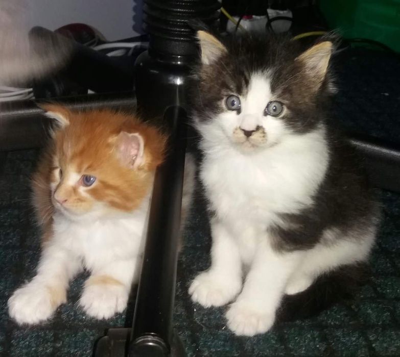 Котята породы Мейн Кун.Питомник.Документы.