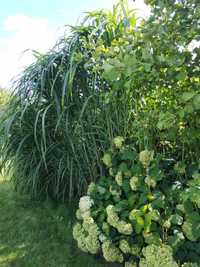 Miskant olbrzymi (Miscanthus giganteus) - sadzonki