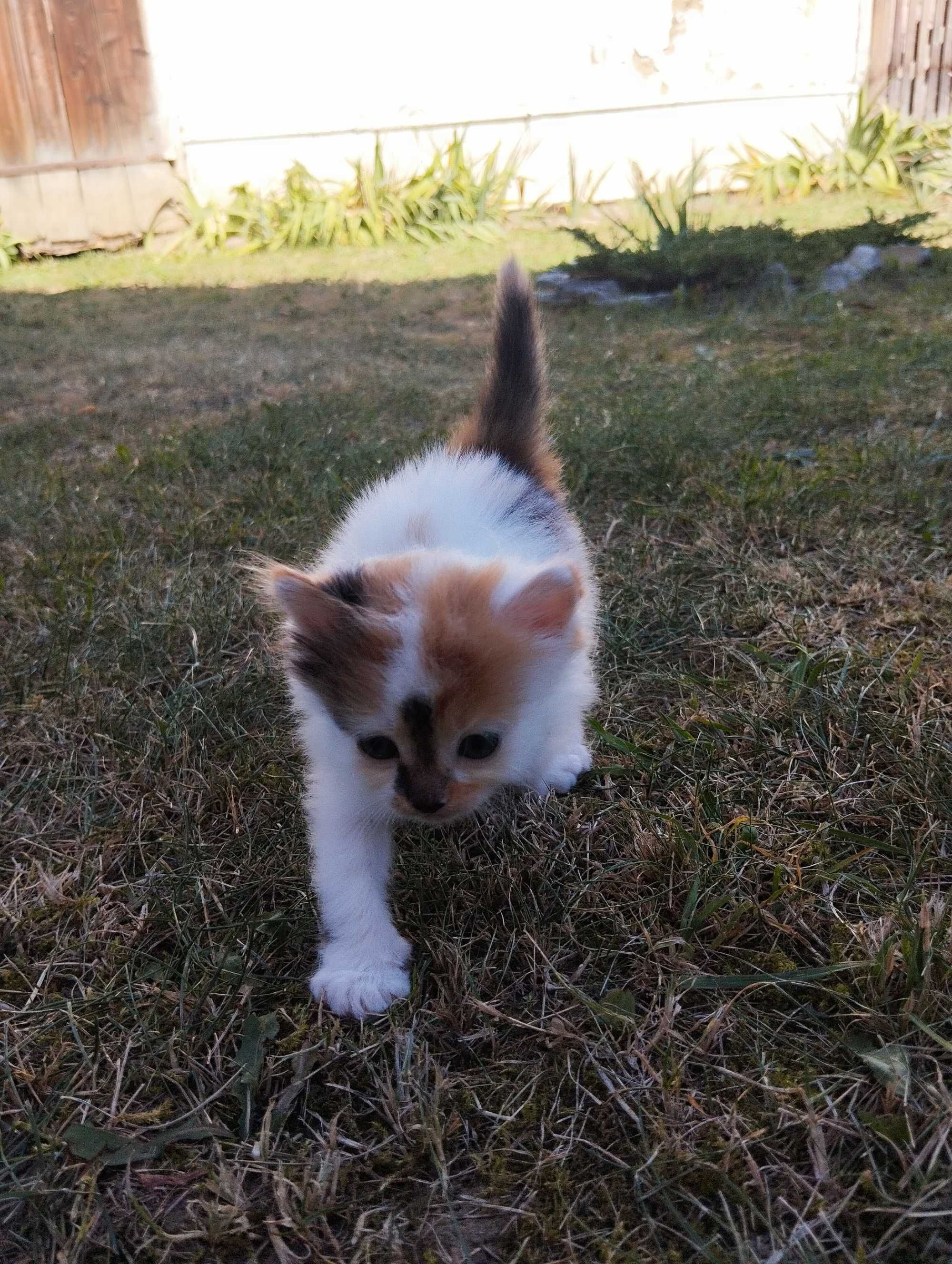 Коти Домашні тварини