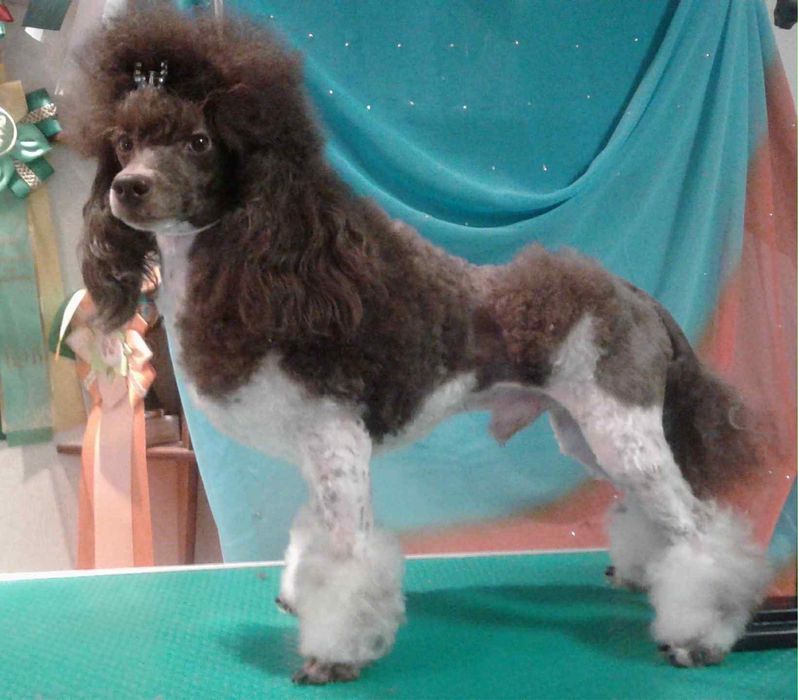 Pudel sunia toy/miniaturowa
