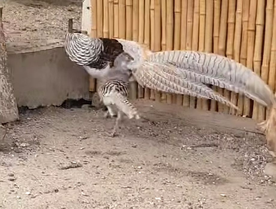 Bażant  bażanty  DIAMENTOWE  silver  (srebrne)  dorosła para