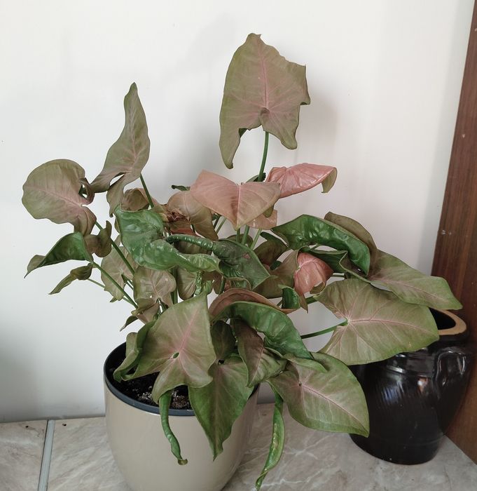 Rośliny doniczkowe różne hoja trzykrotka syngonium