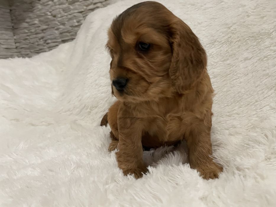 Cocker Spaniel Angielski szczeniaki