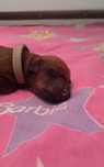 Szczenię Rhodesian Ridgeback - Domowa Hodowla ZKwP - FCI