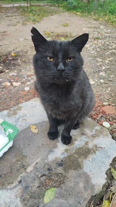 Котик шукає домівку