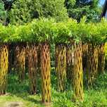 Wierzba pleciona Salix Americana 200 cm