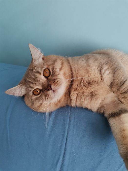 Шотландський прямовухий кіт для в'язки.. Скотіш-страйт, злучка.