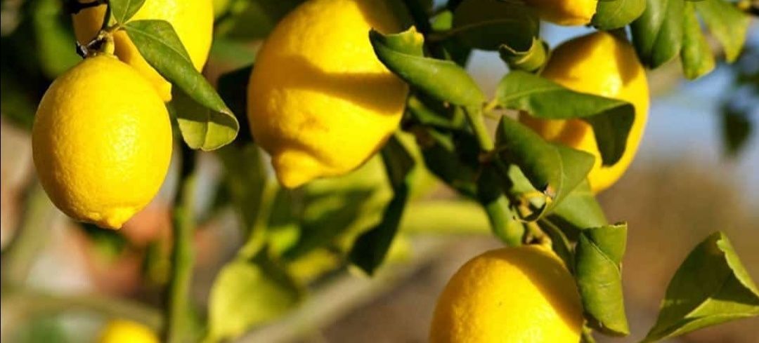 Árvores de limas, tangerinas, laranjas, toranjas e limões