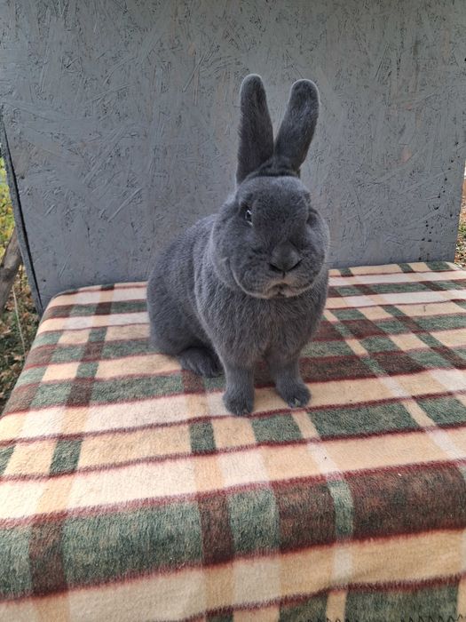 Wiedeński Niebieski