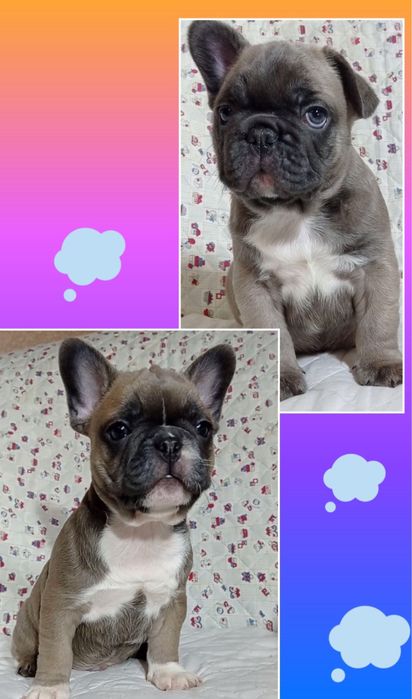 Французики міні дівчинка та хлопчики блакитнопалеві