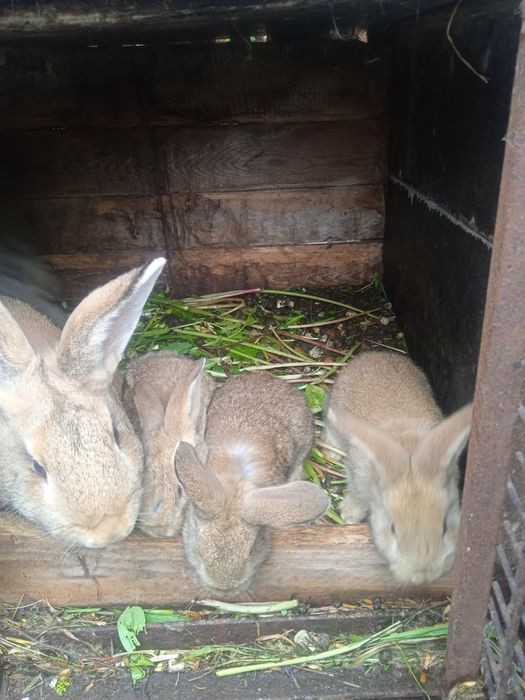 Małe Króliki odbiór osobisty