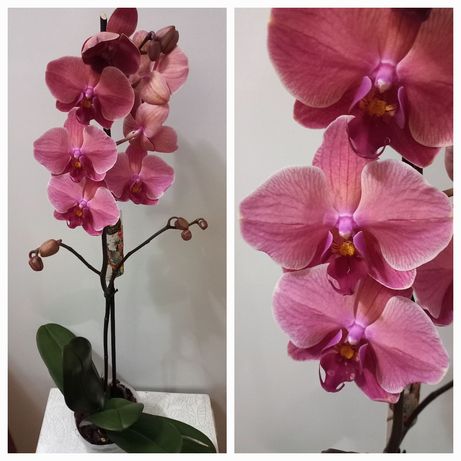 Шикарные орхидеи Таирово