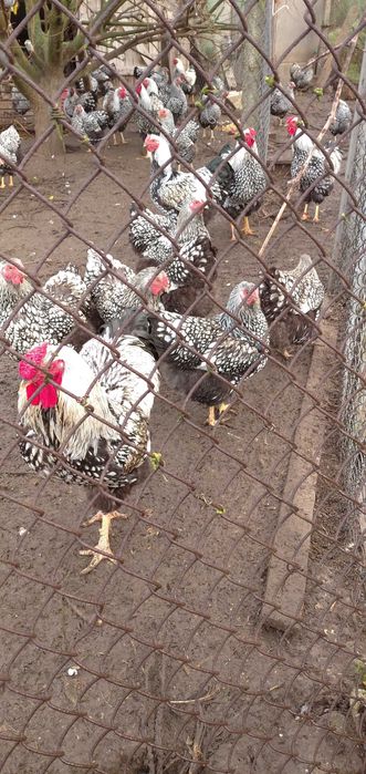 Віандот срібло інкубаційні яйця