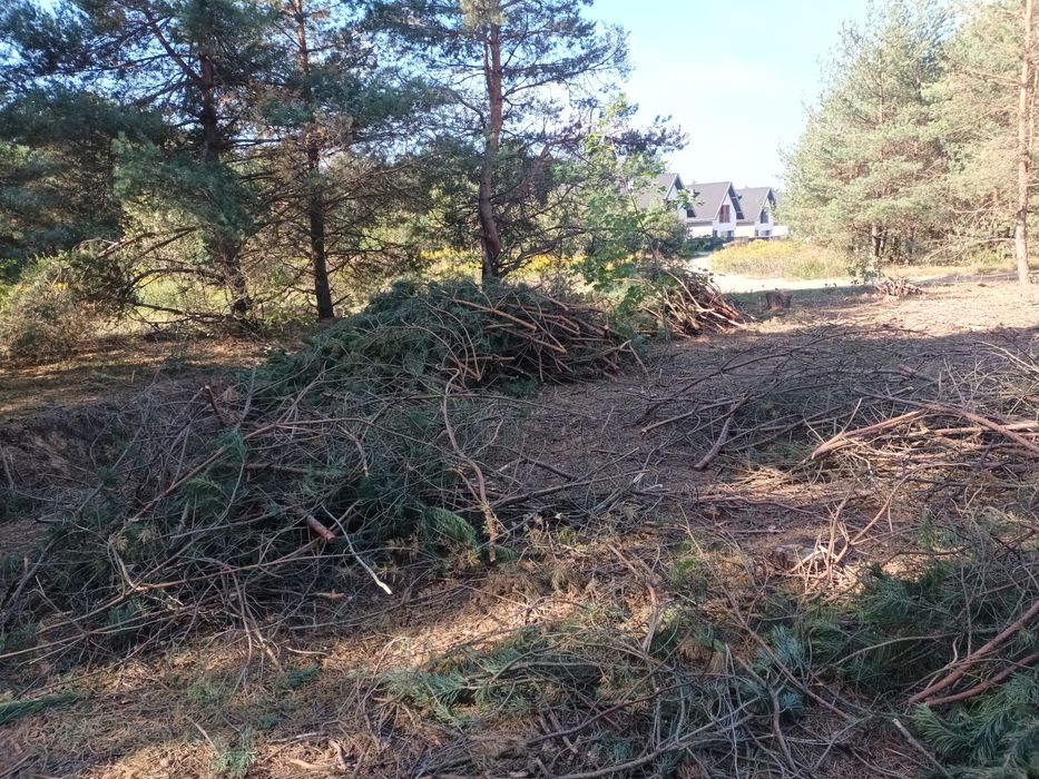 Oddam gałęzie za darmo (za wywiezienie)