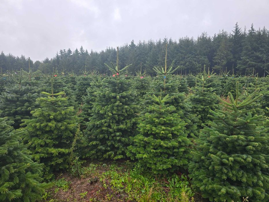 Choinki z duńskich plantacji jodły kaukaskie klasa PRIMA odbiór 24h/7!